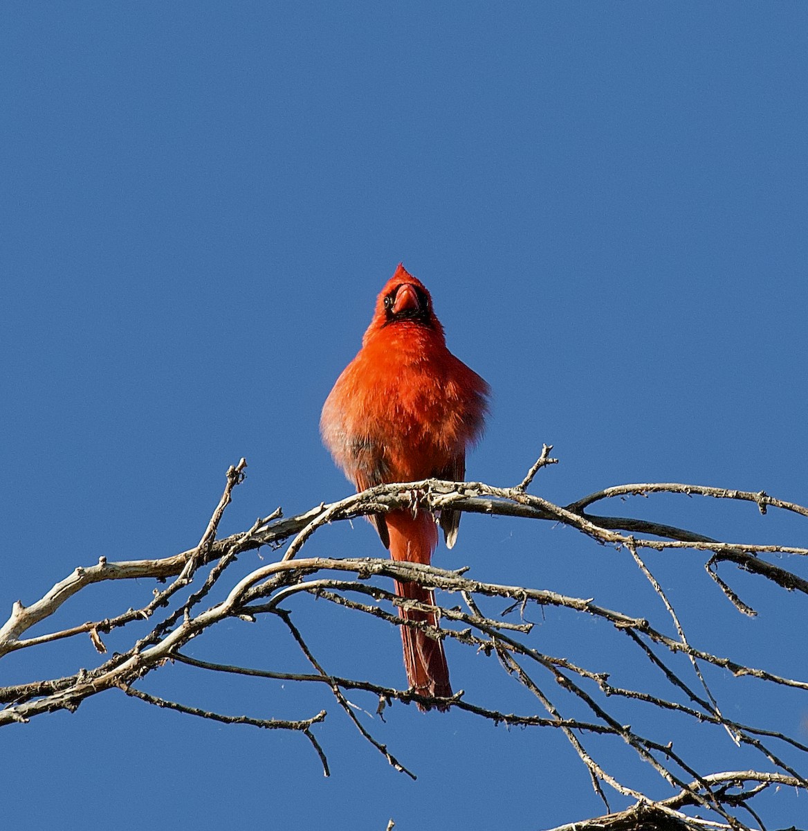 Northern Cardinal - ML620683372