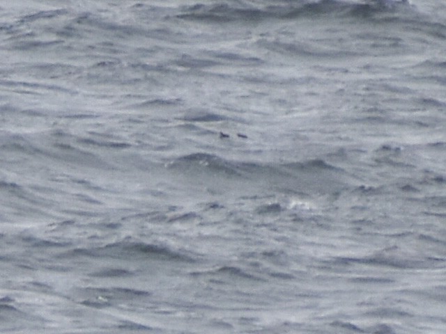 Marbled Murrelet - ML620683375