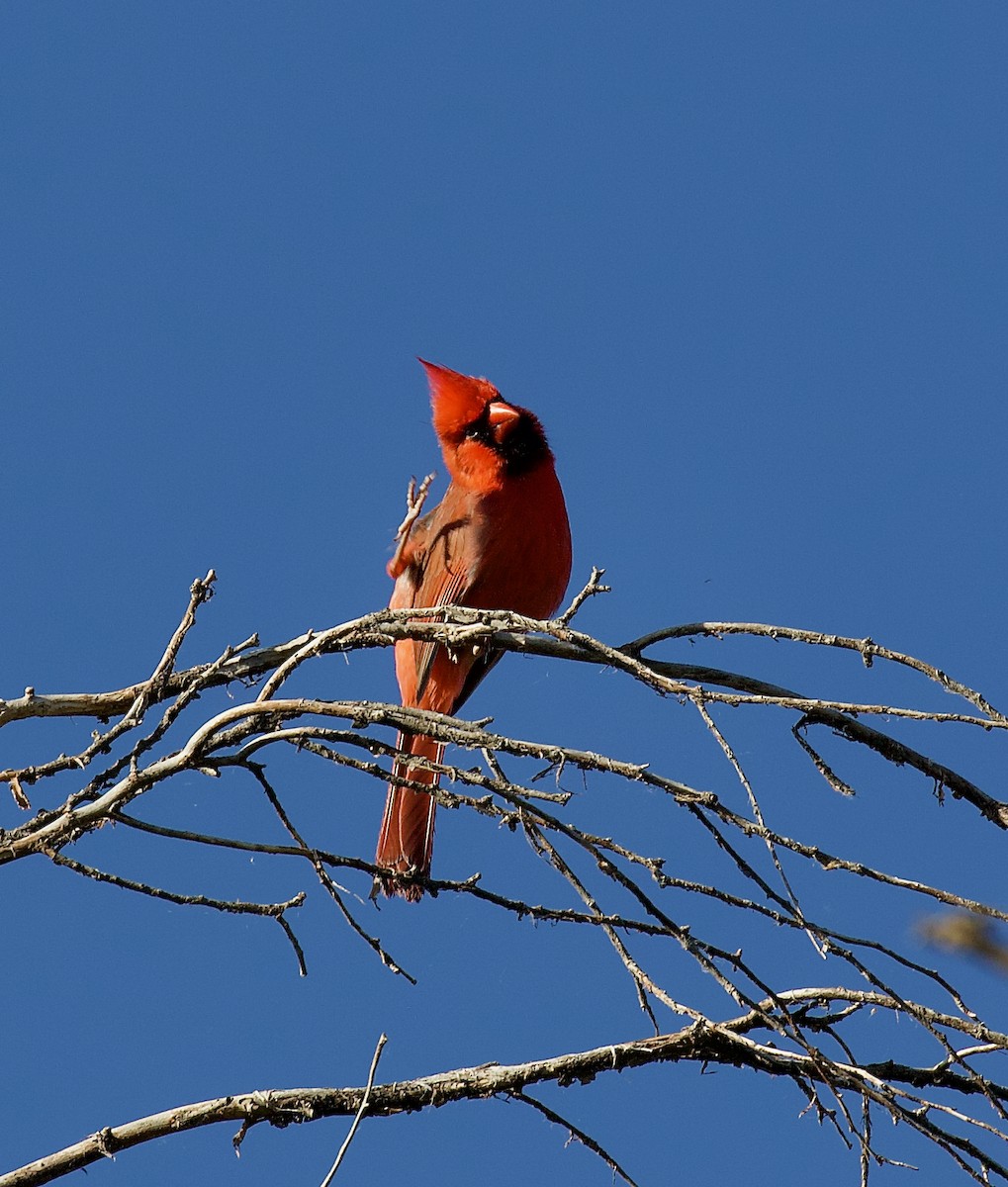 Northern Cardinal - ML620683376