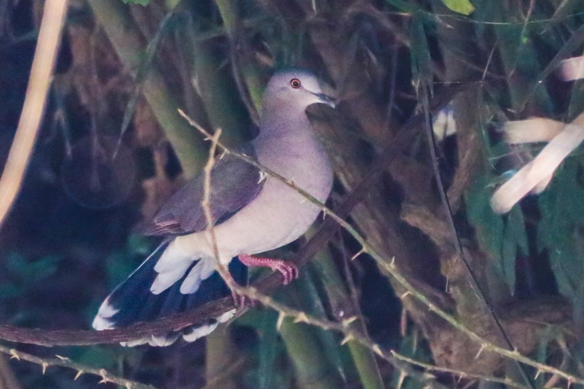 White-tipped Dove - ML620683377