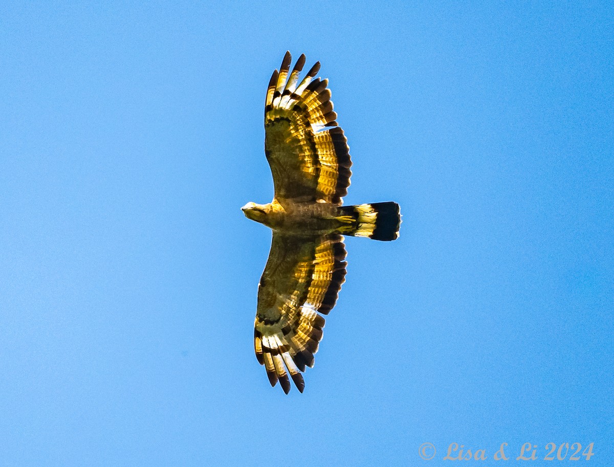 Crested Serpent-Eagle - ML620683381