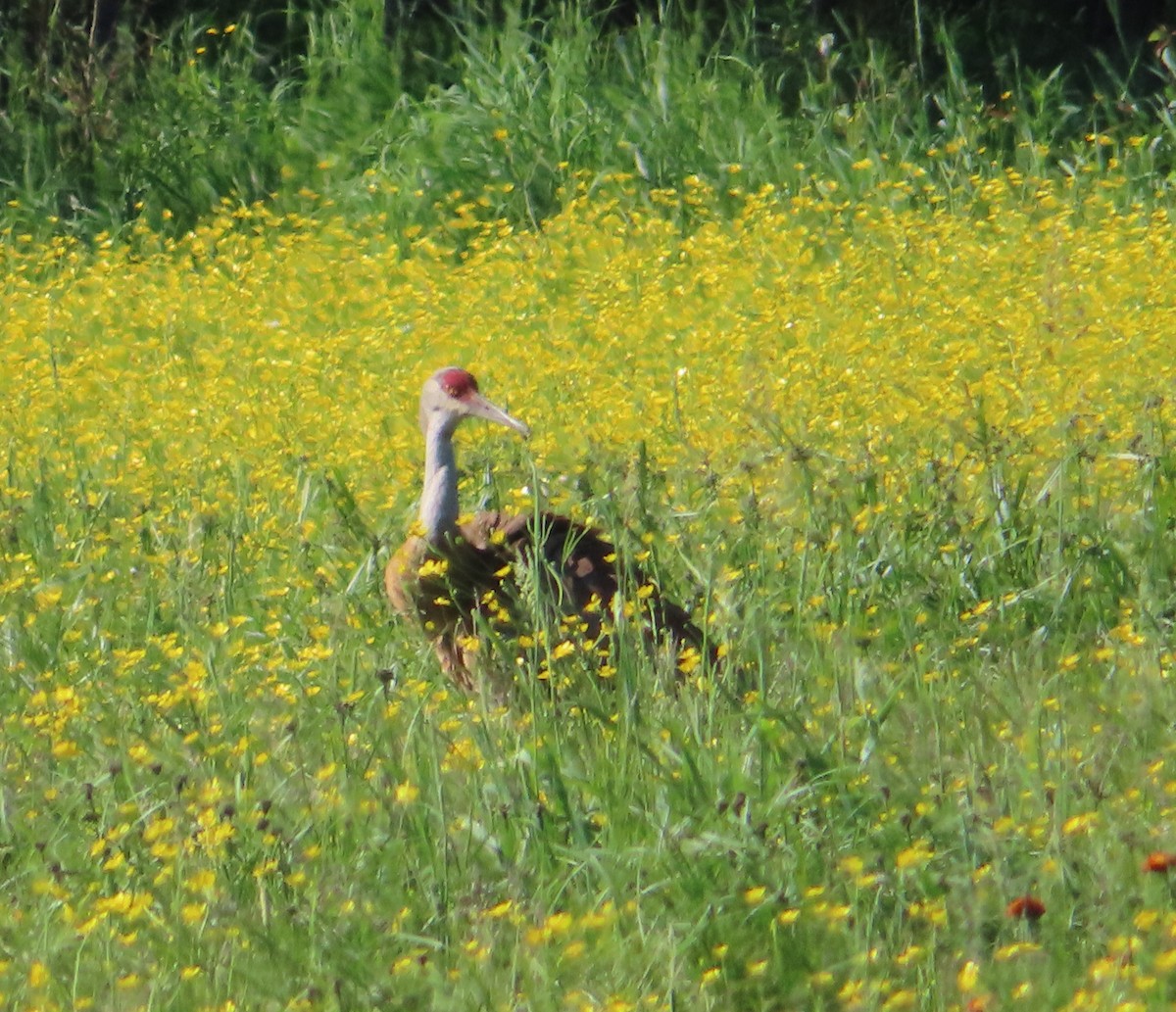 Sandhill Crane - ML620683386