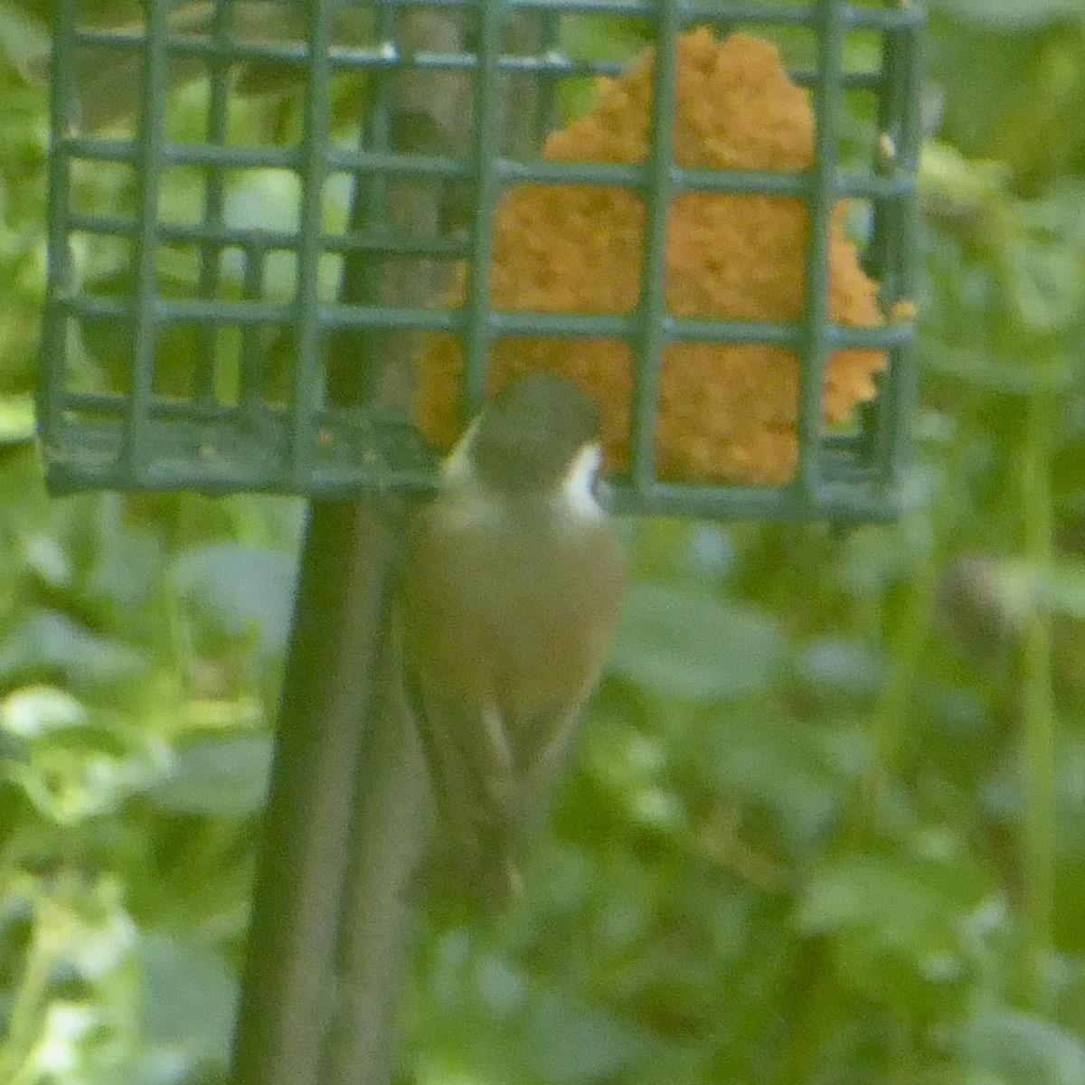 Chestnut-backed Chickadee - Anonymous