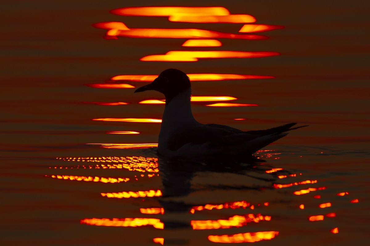 Mouette de Bonaparte - ML620683389