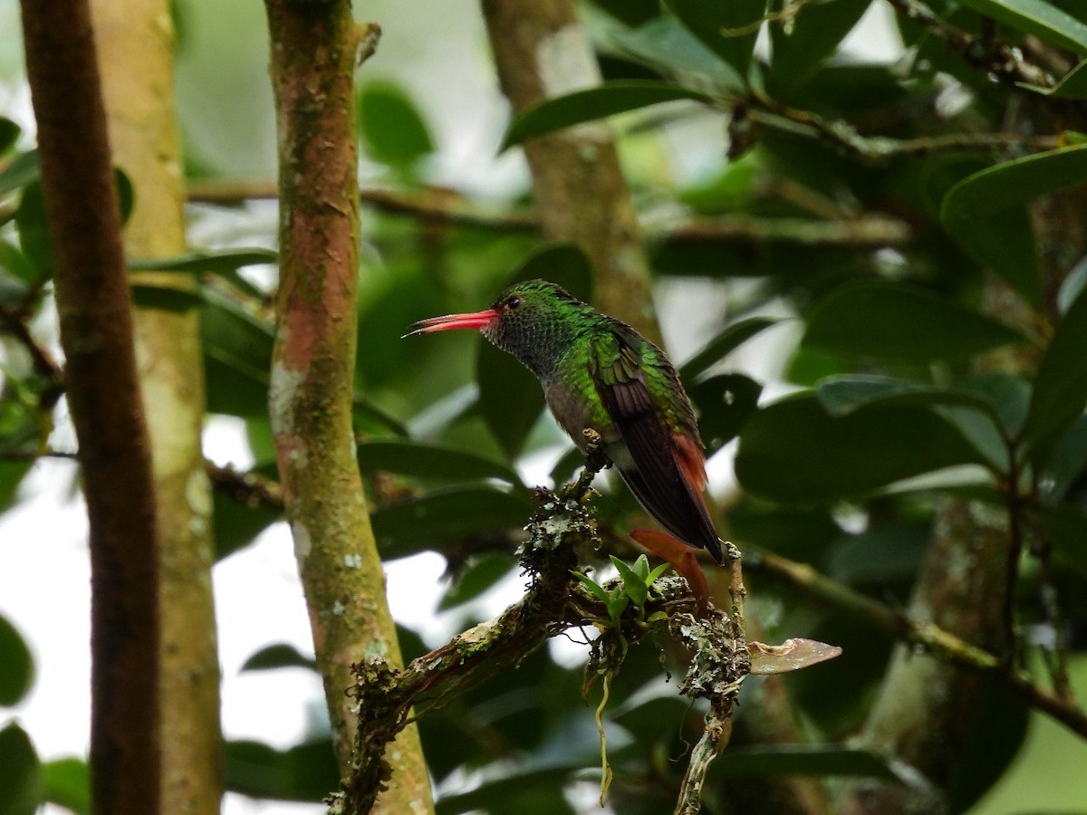 Rufous-tailed Hummingbird - ML620683390