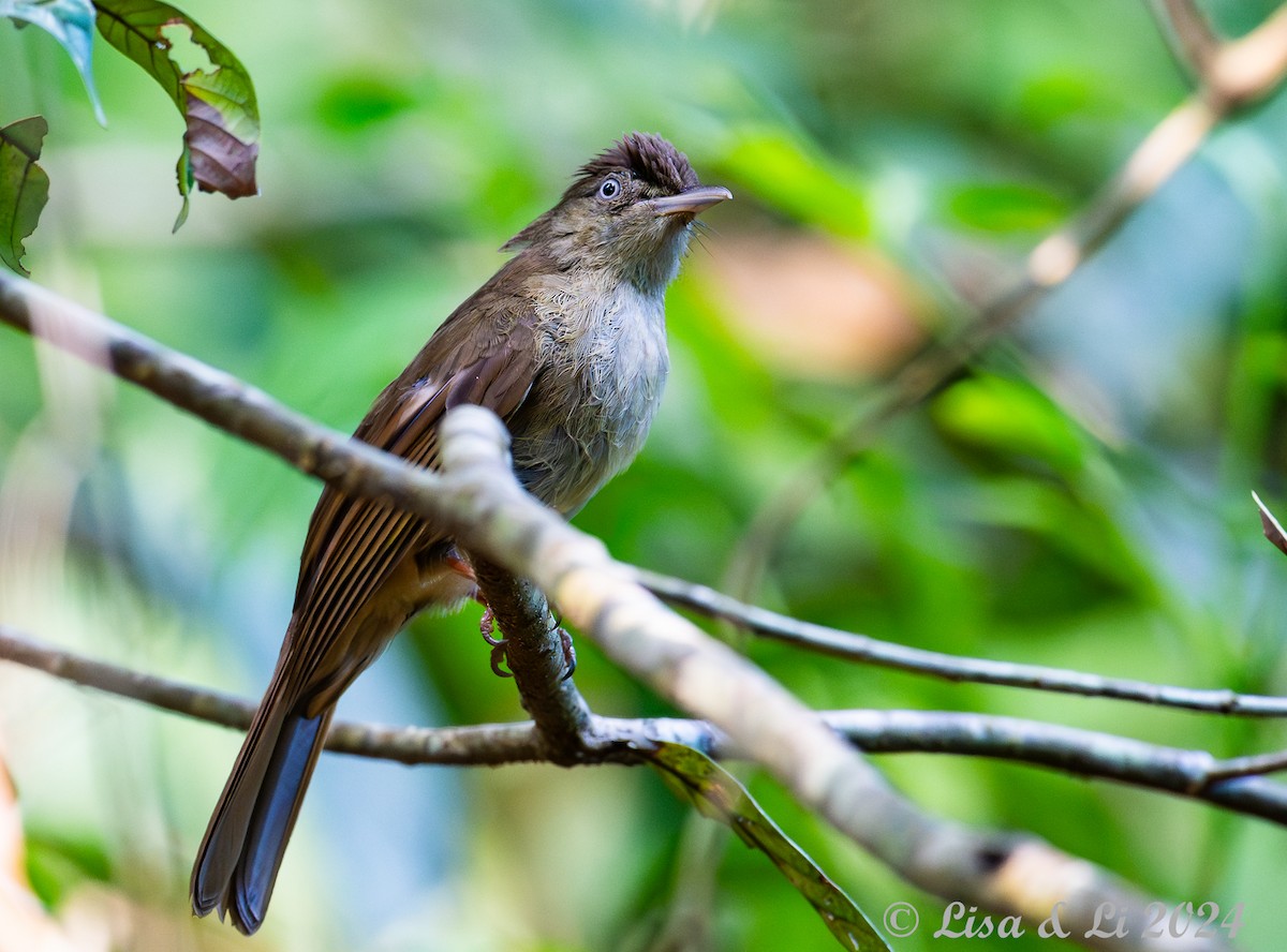 Charlotte's Bulbul - ML620683394