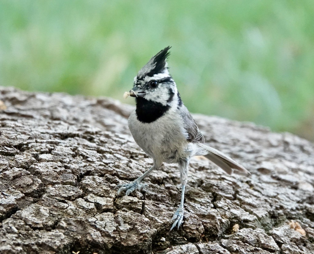 Bridled Titmouse - ML620683396