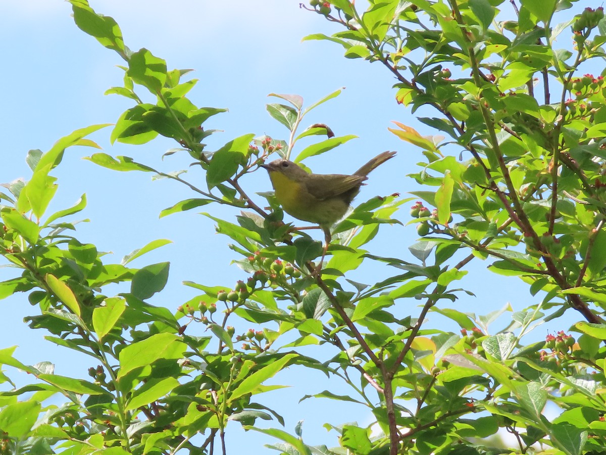 Common Yellowthroat - ML620683397