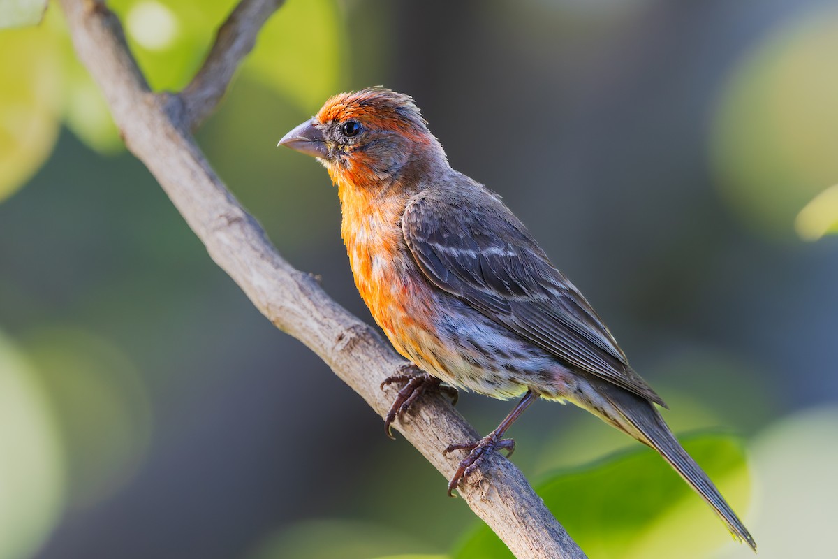 House Finch - ML620683401