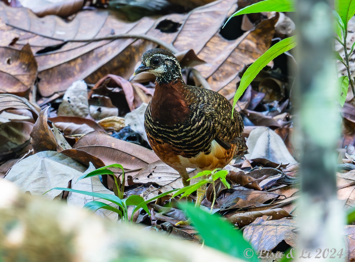 Sabah Partridge - ML620683402