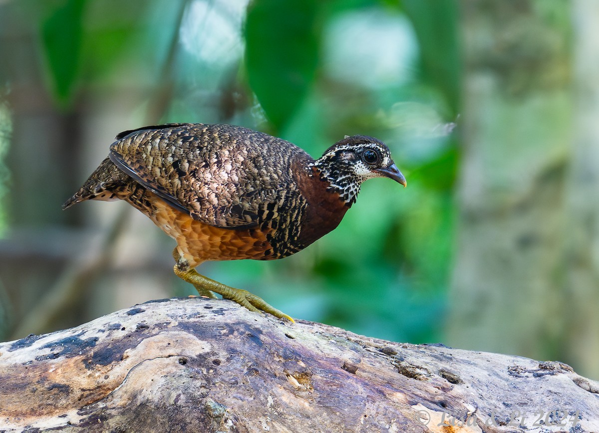 Sabah Partridge - ML620683403