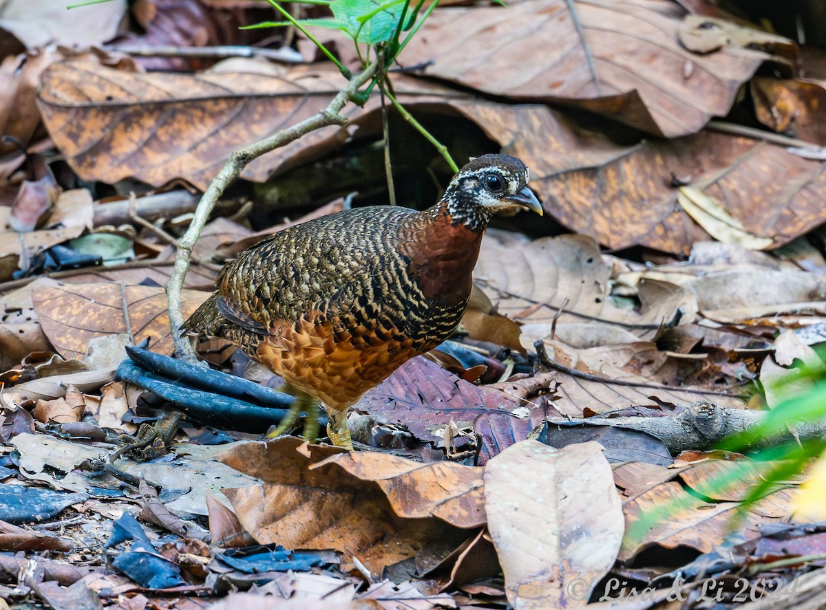 Sabah Partridge - ML620683404