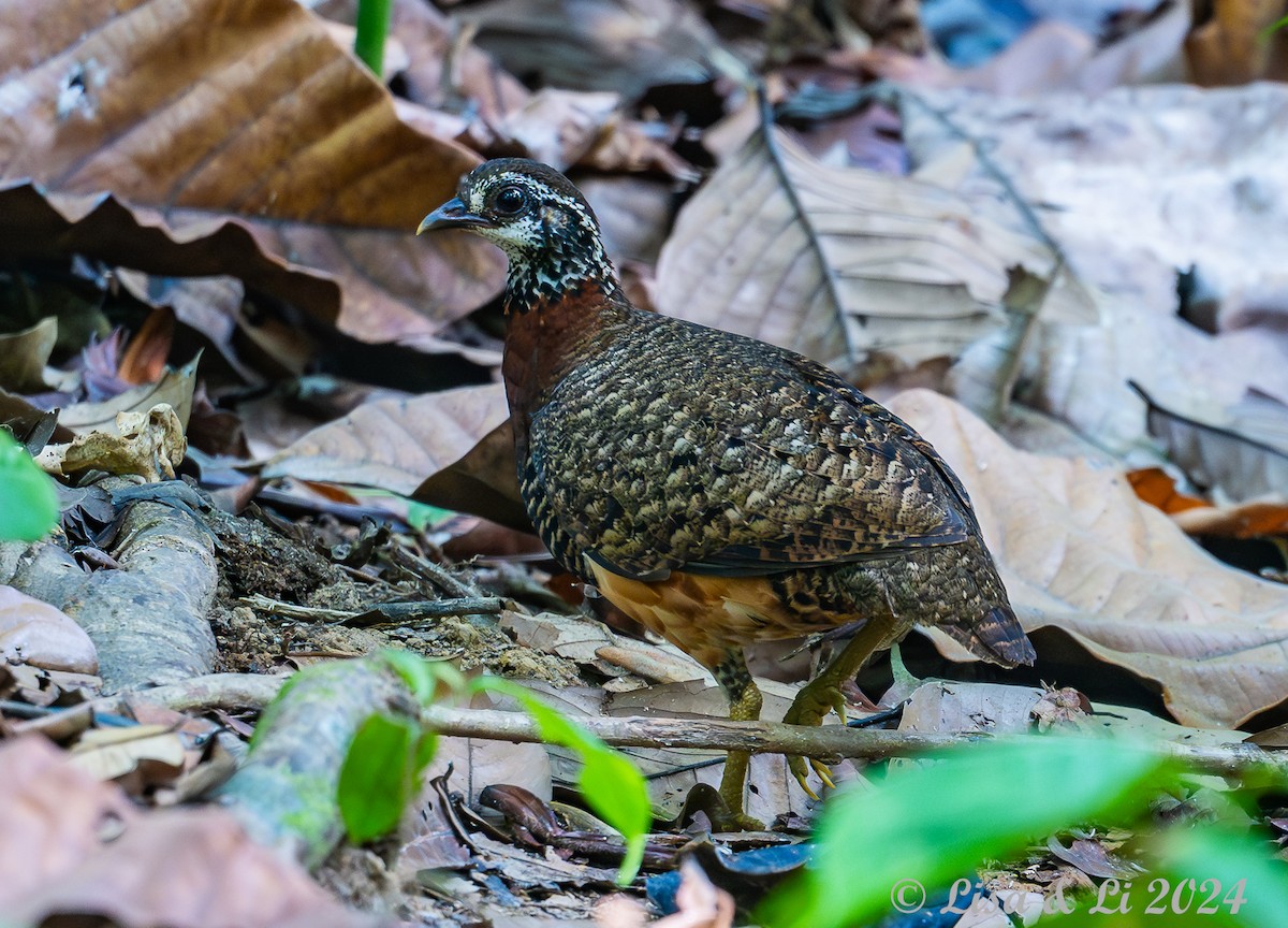 Sabah Partridge - ML620683405