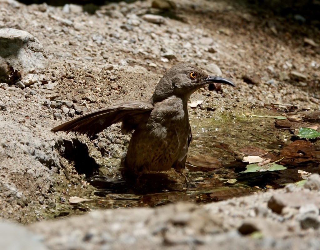 Curve-billed Thrasher - ML620683406