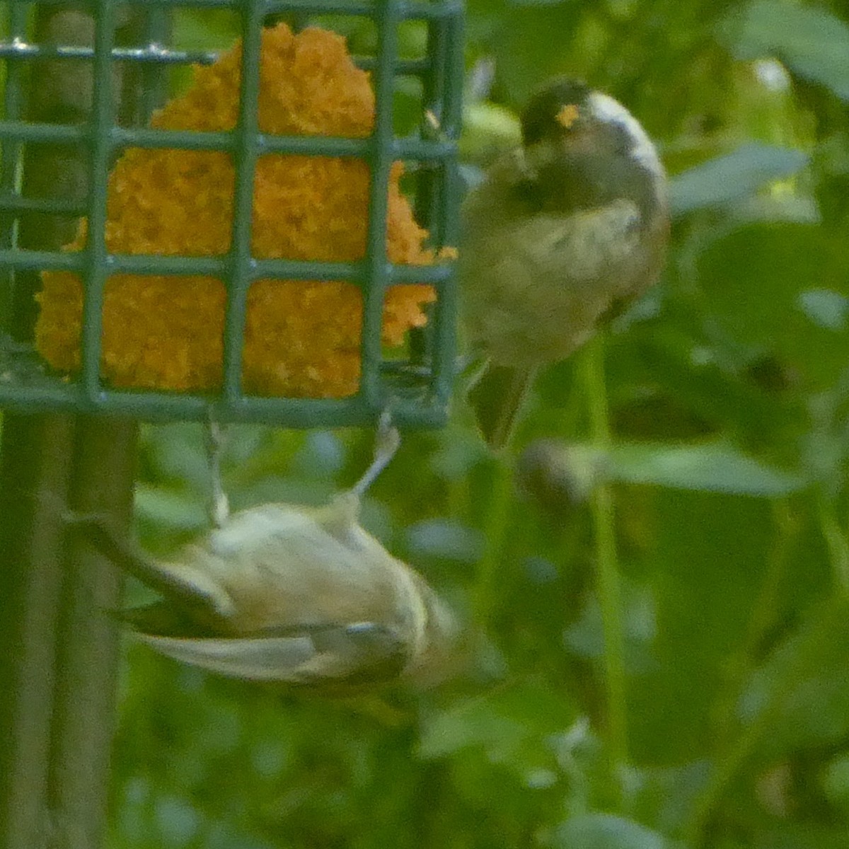 Chestnut-backed Chickadee - ML620683407