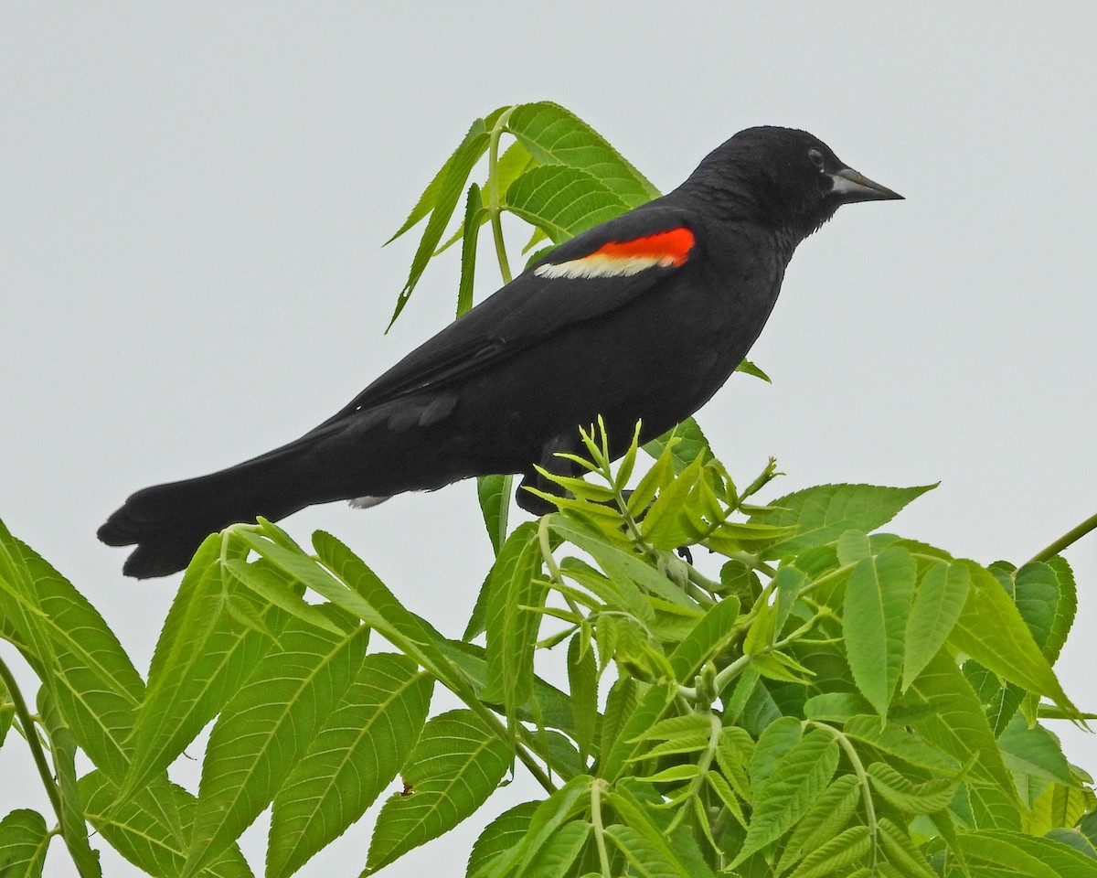 Red-winged Blackbird - ML620683409