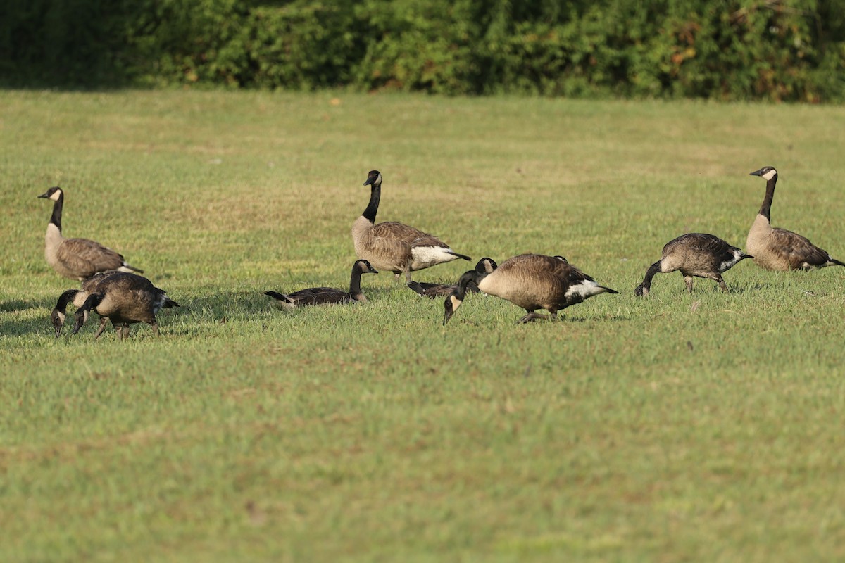 Canada Goose - ML620683411