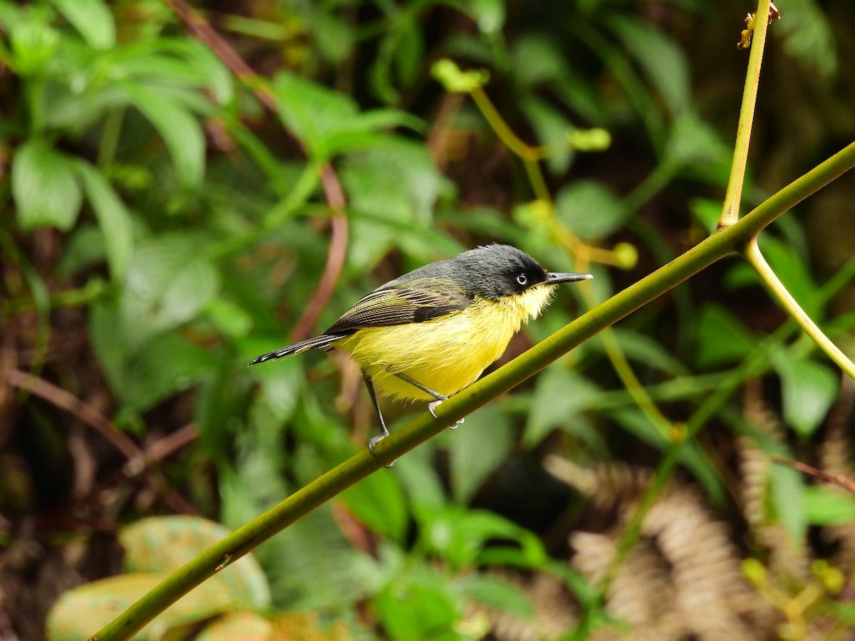 Common Tody-Flycatcher - ML620683414