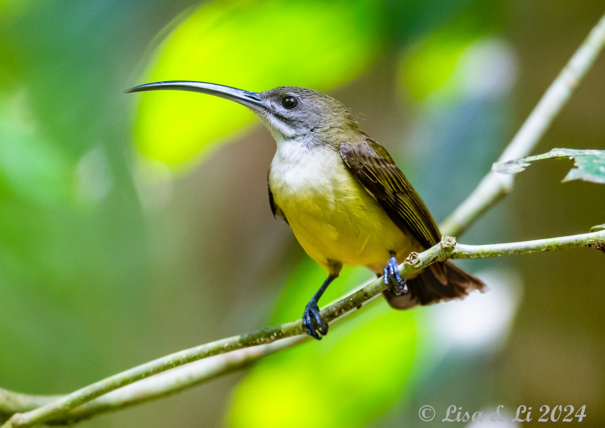 Little Spiderhunter - ML620683415