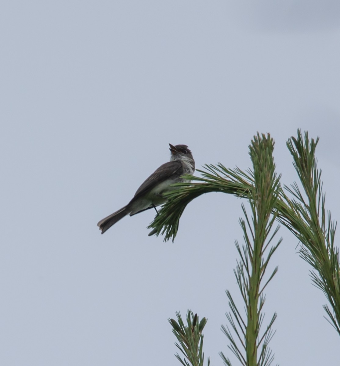 Eastern Phoebe - ML620683417