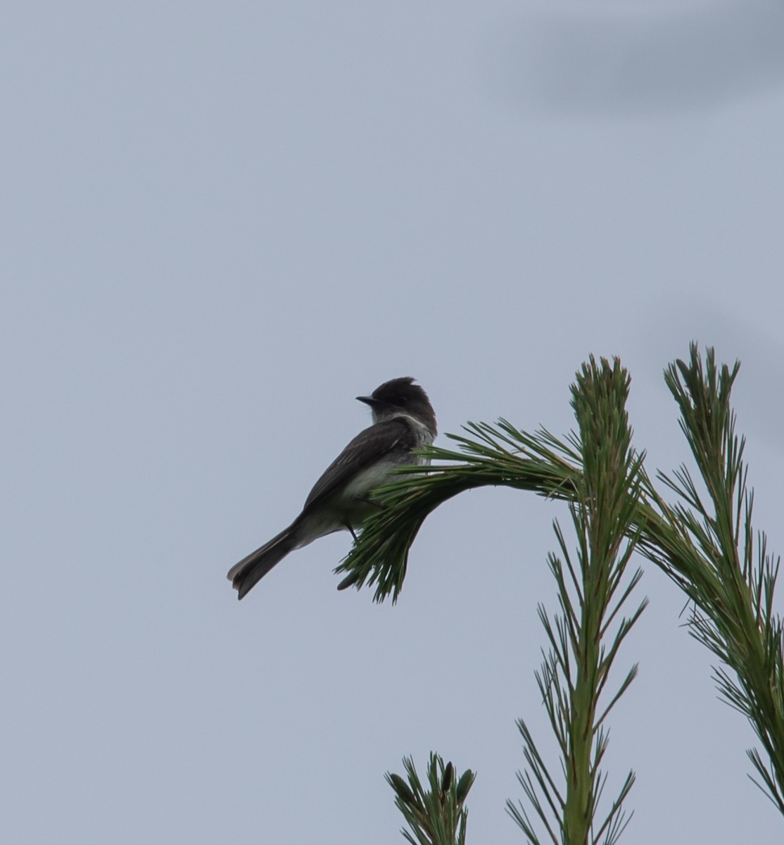 Eastern Phoebe - ML620683418