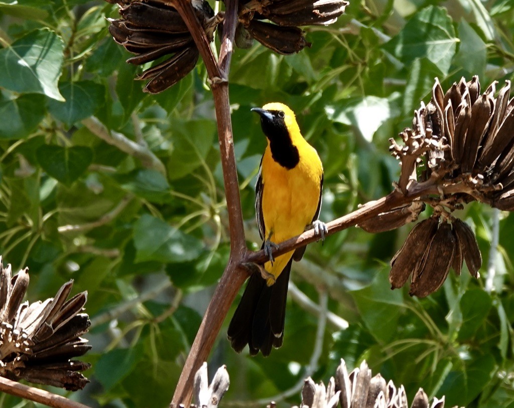 Hooded Oriole (nelsoni Group) - ML620683420