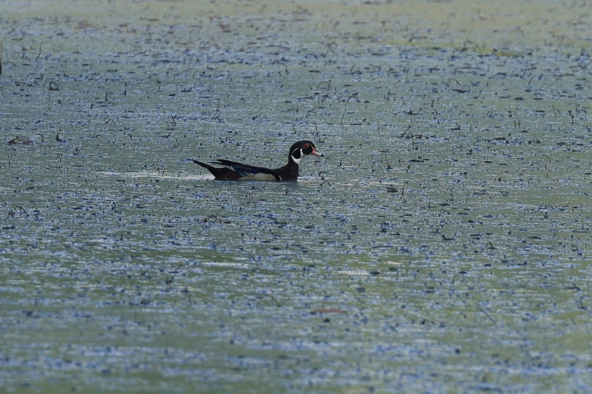 Wood Duck - ML620683421