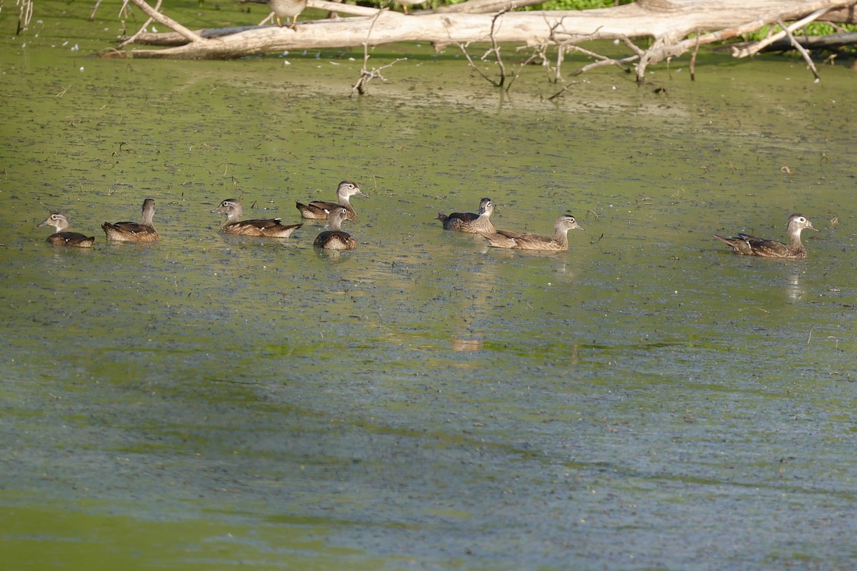 Wood Duck - ML620683422