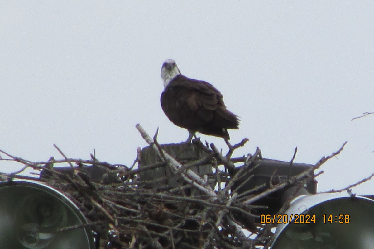 Águila Pescadora - ML620683423