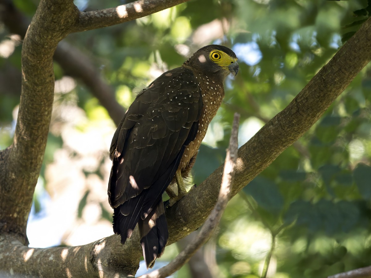 Philippine Serpent-Eagle - ML620683424