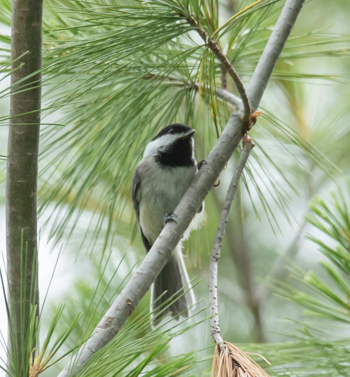 Black-capped Chickadee - ML620683425