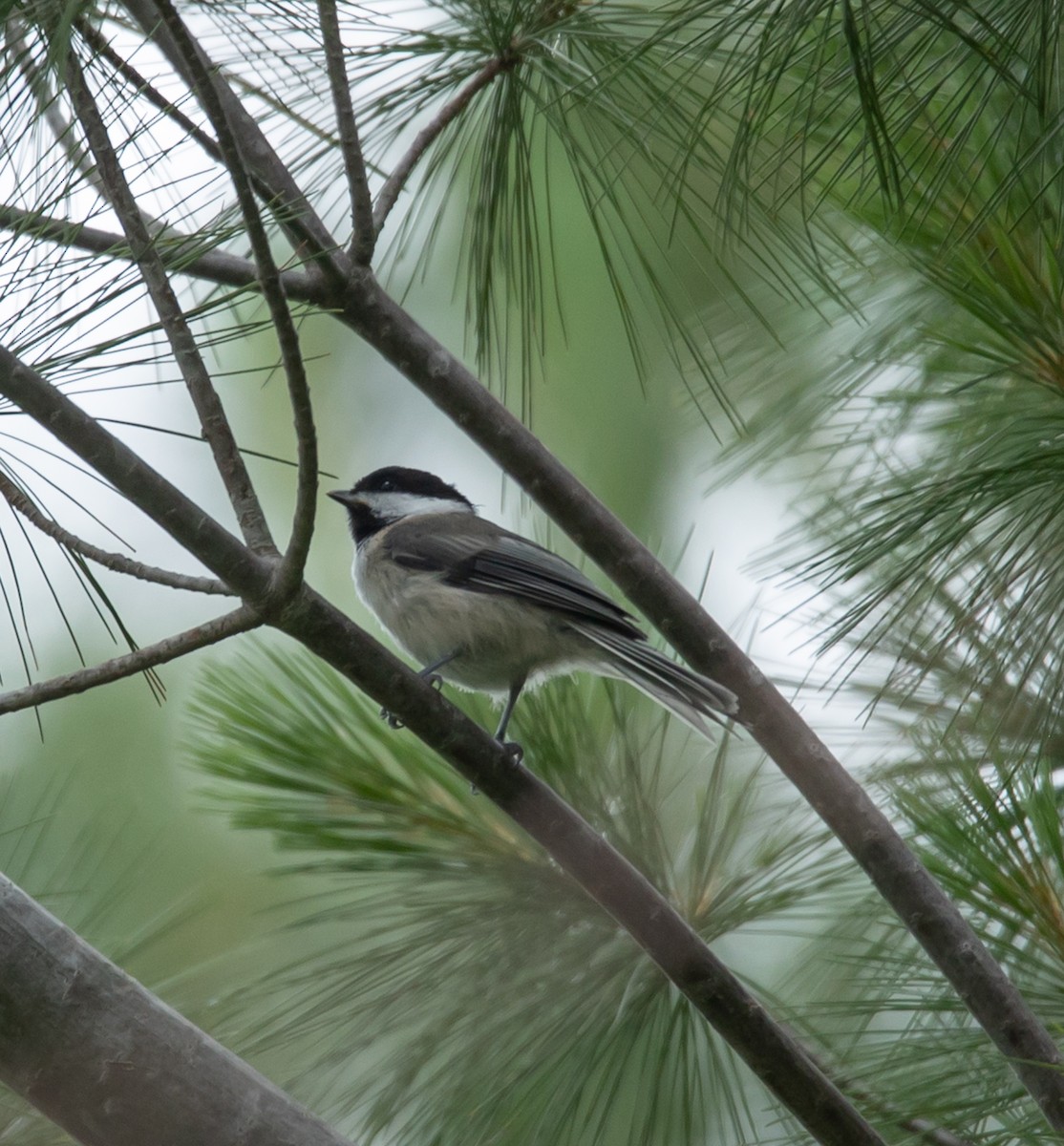 Black-capped Chickadee - ML620683426