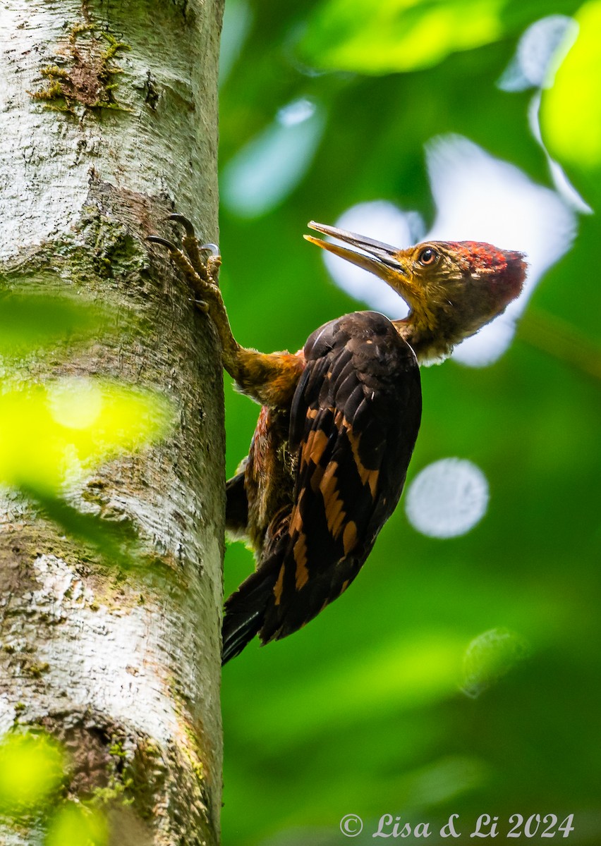 Orange-backed Woodpecker - ML620683428