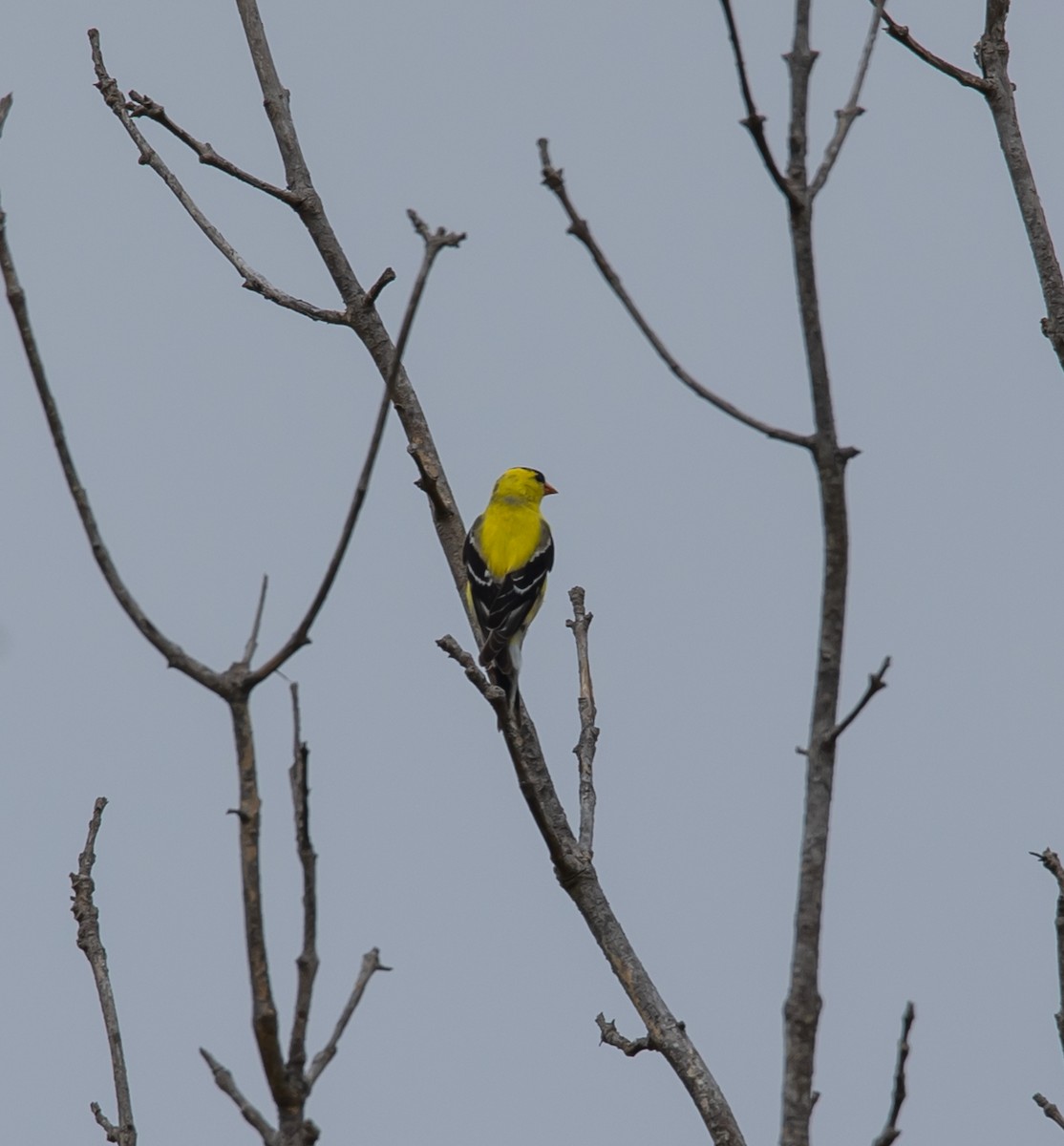 American Goldfinch - ML620683429