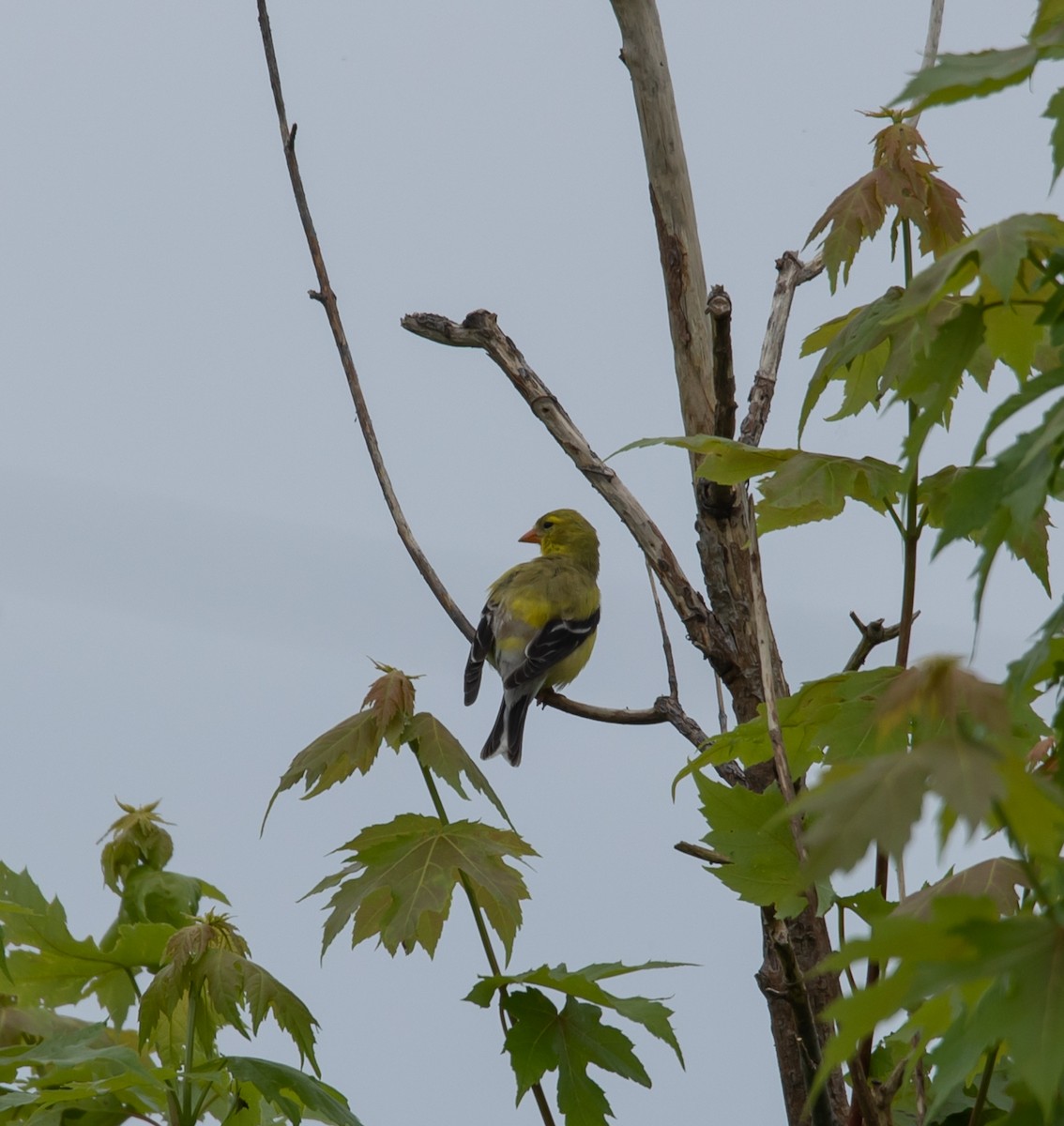 American Goldfinch - ML620683430