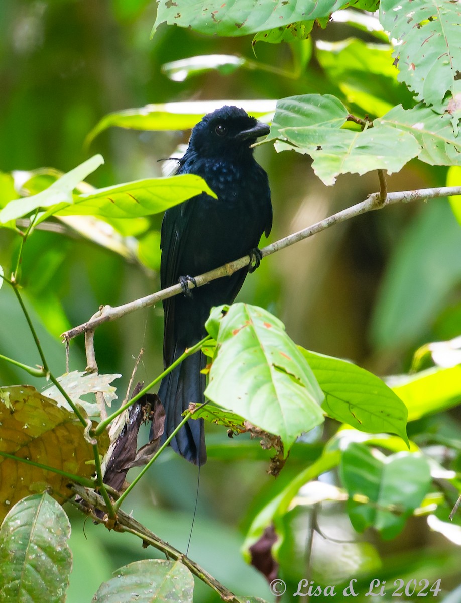 Greater Racket-tailed Drongo - ML620683431