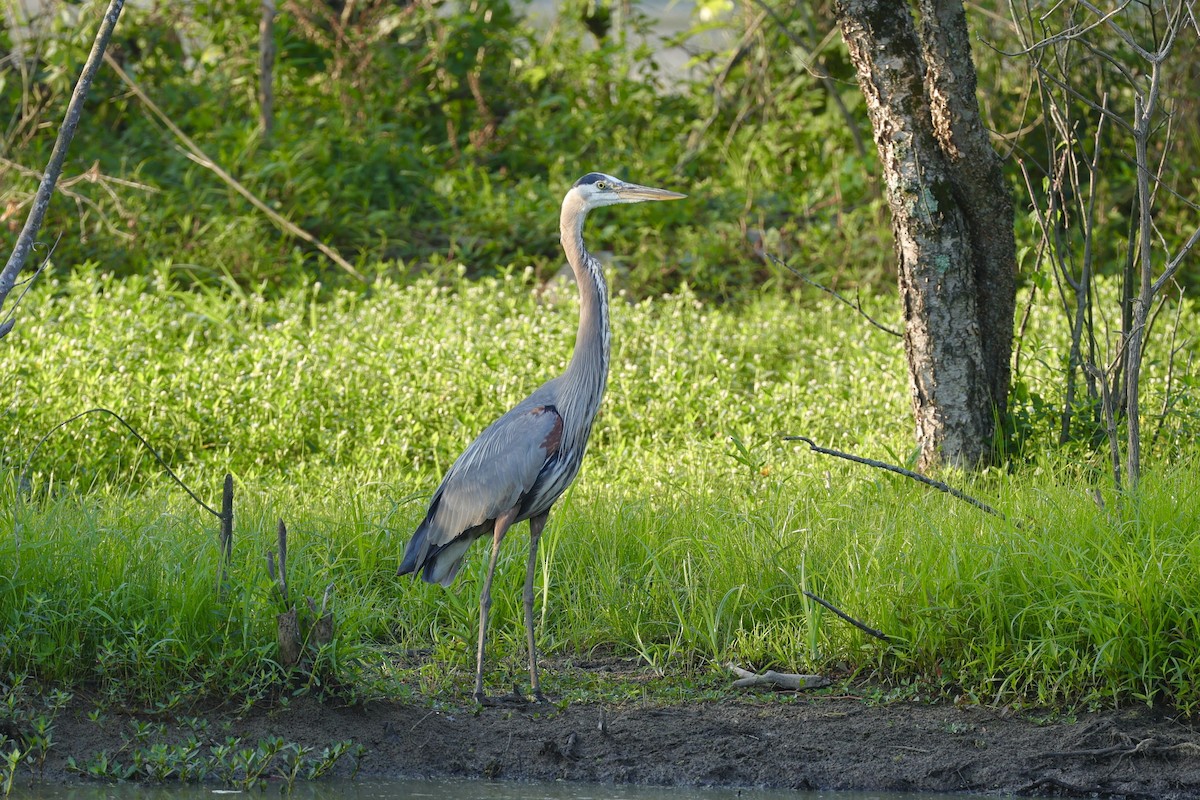 Great Blue Heron - ML620683432