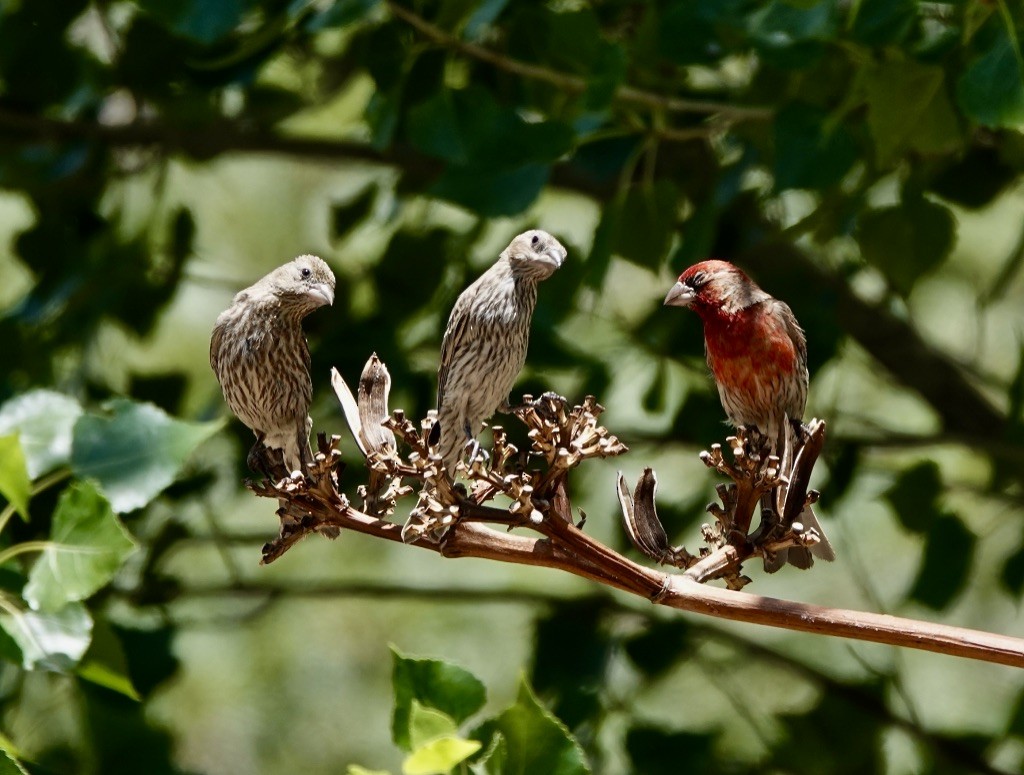 House Finch (Common) - ML620683433