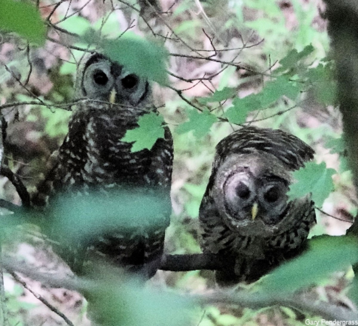 Barred Owl - ML620683434