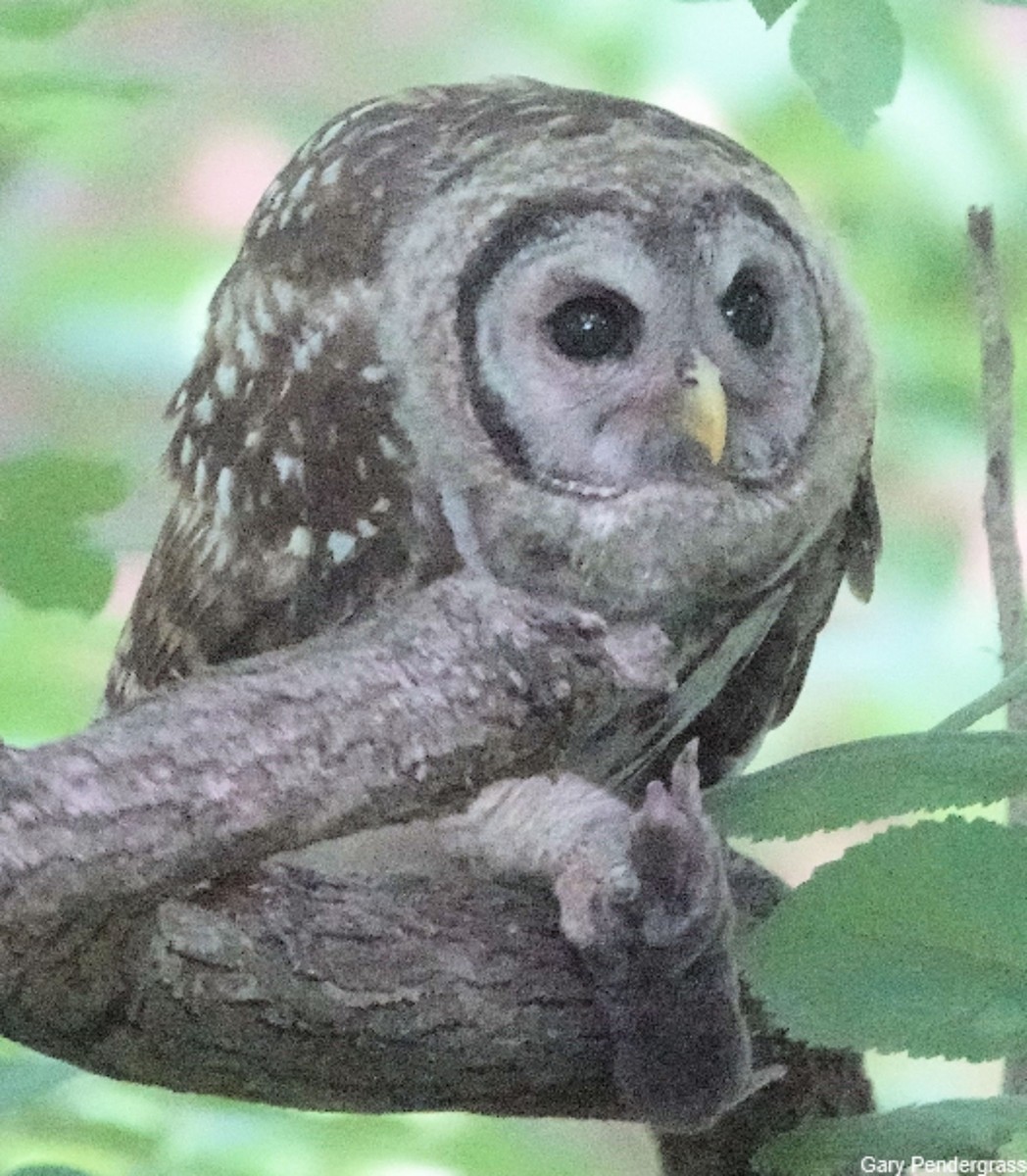 Barred Owl - ML620683435