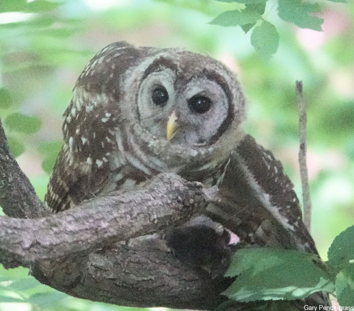 Barred Owl - ML620683436