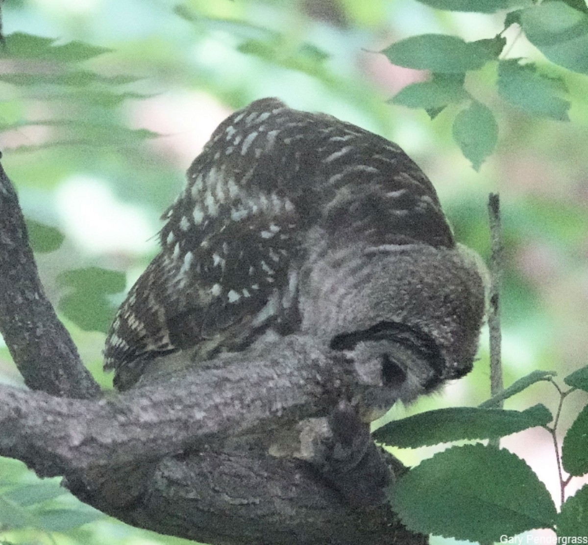 Barred Owl - ML620683437