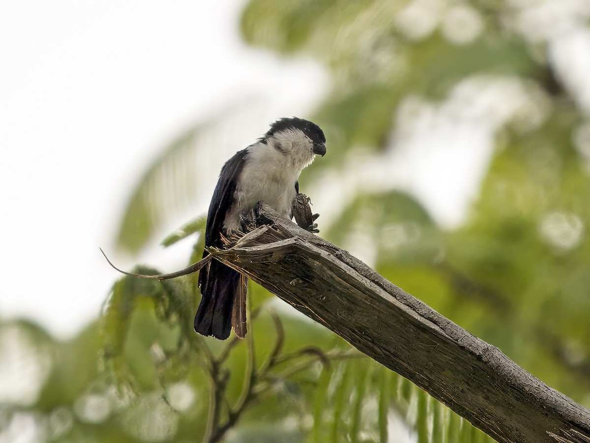 Philippine Falconet - ML620683438