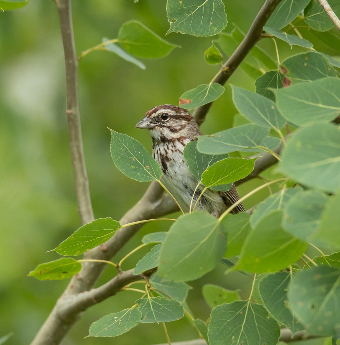 Song Sparrow - ML620683439