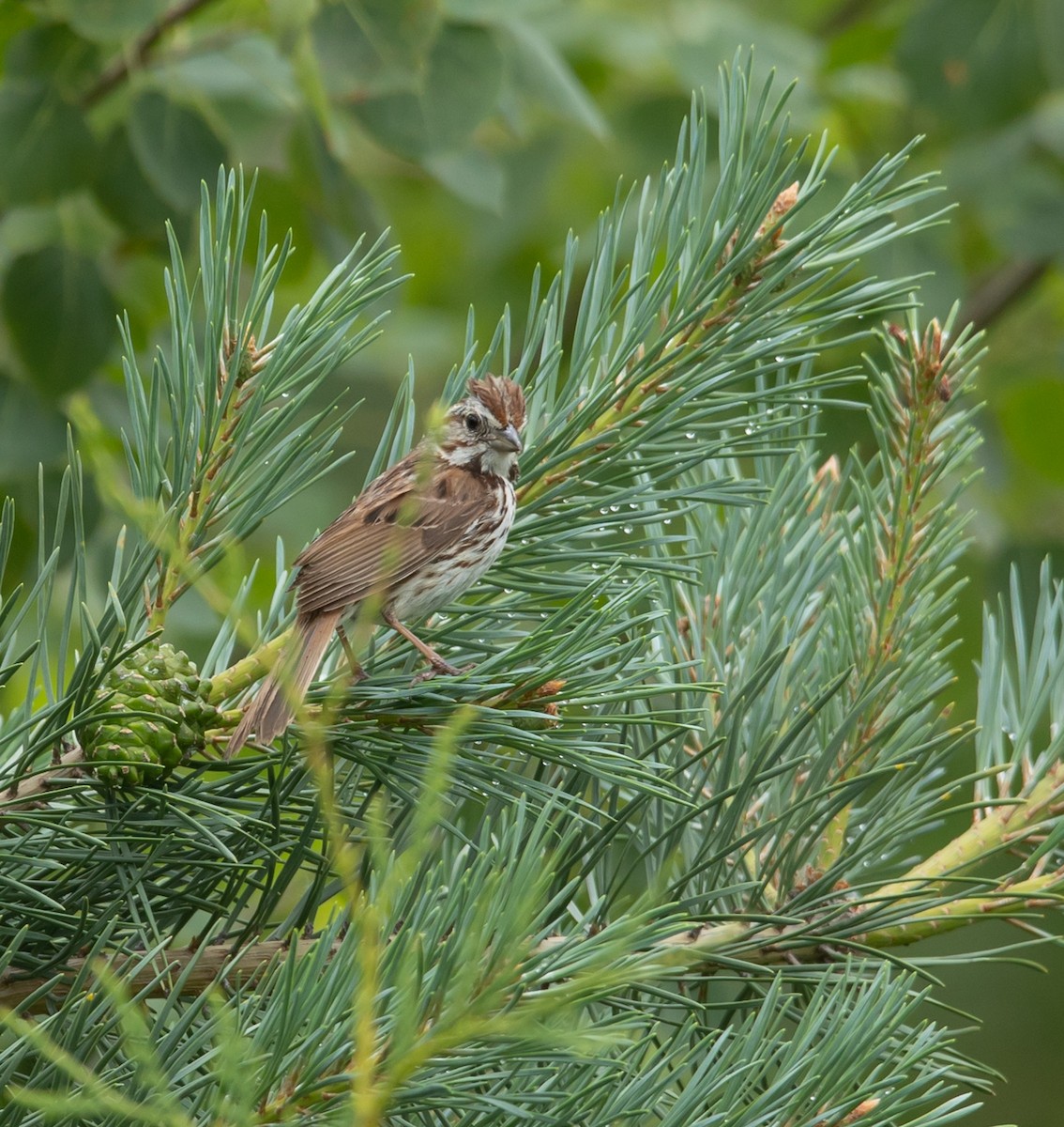 Song Sparrow - ML620683440