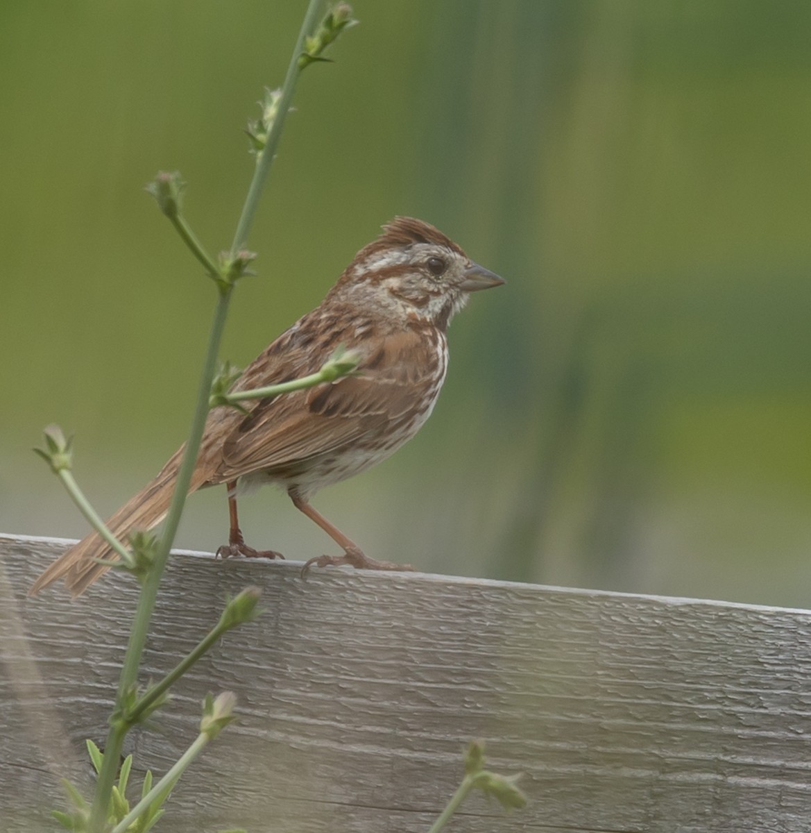 Song Sparrow - ML620683441