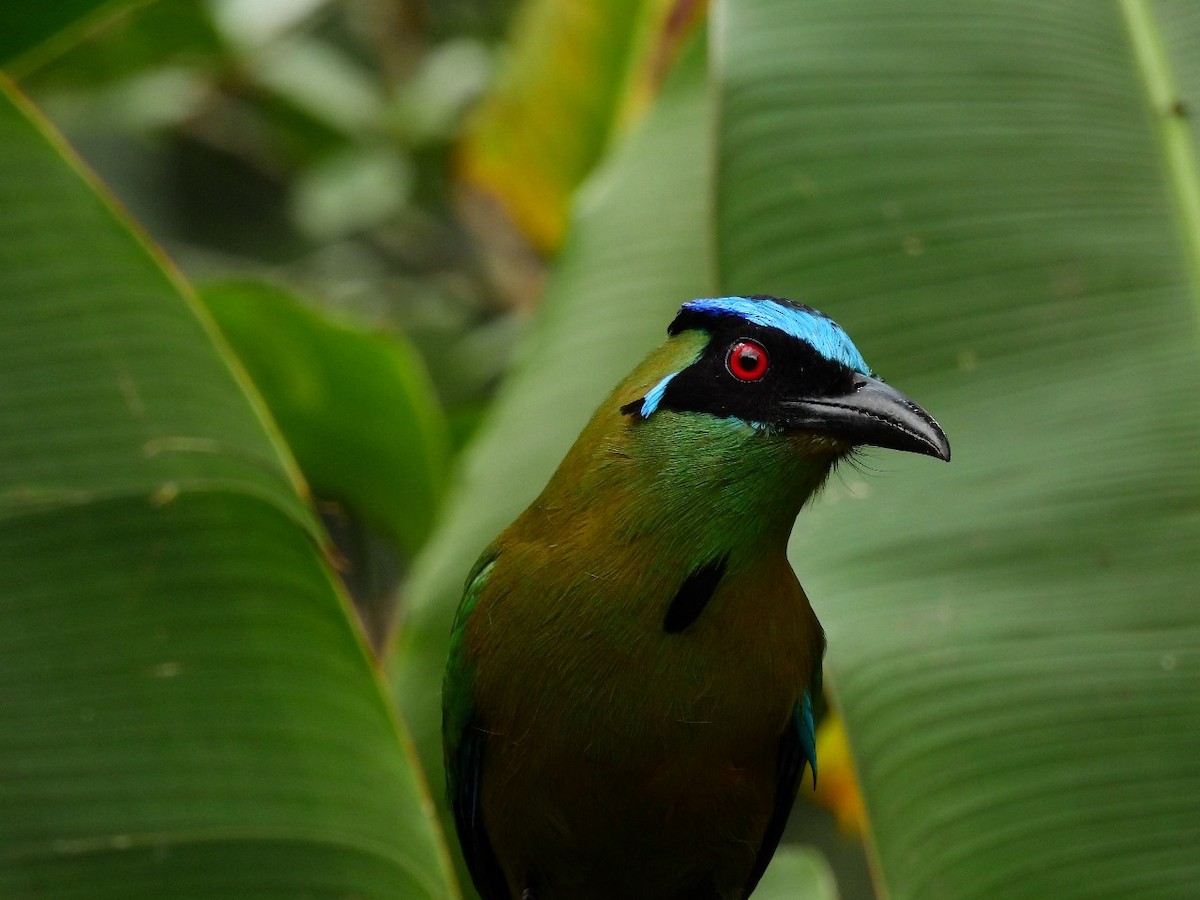 Andean Motmot - ML620683445