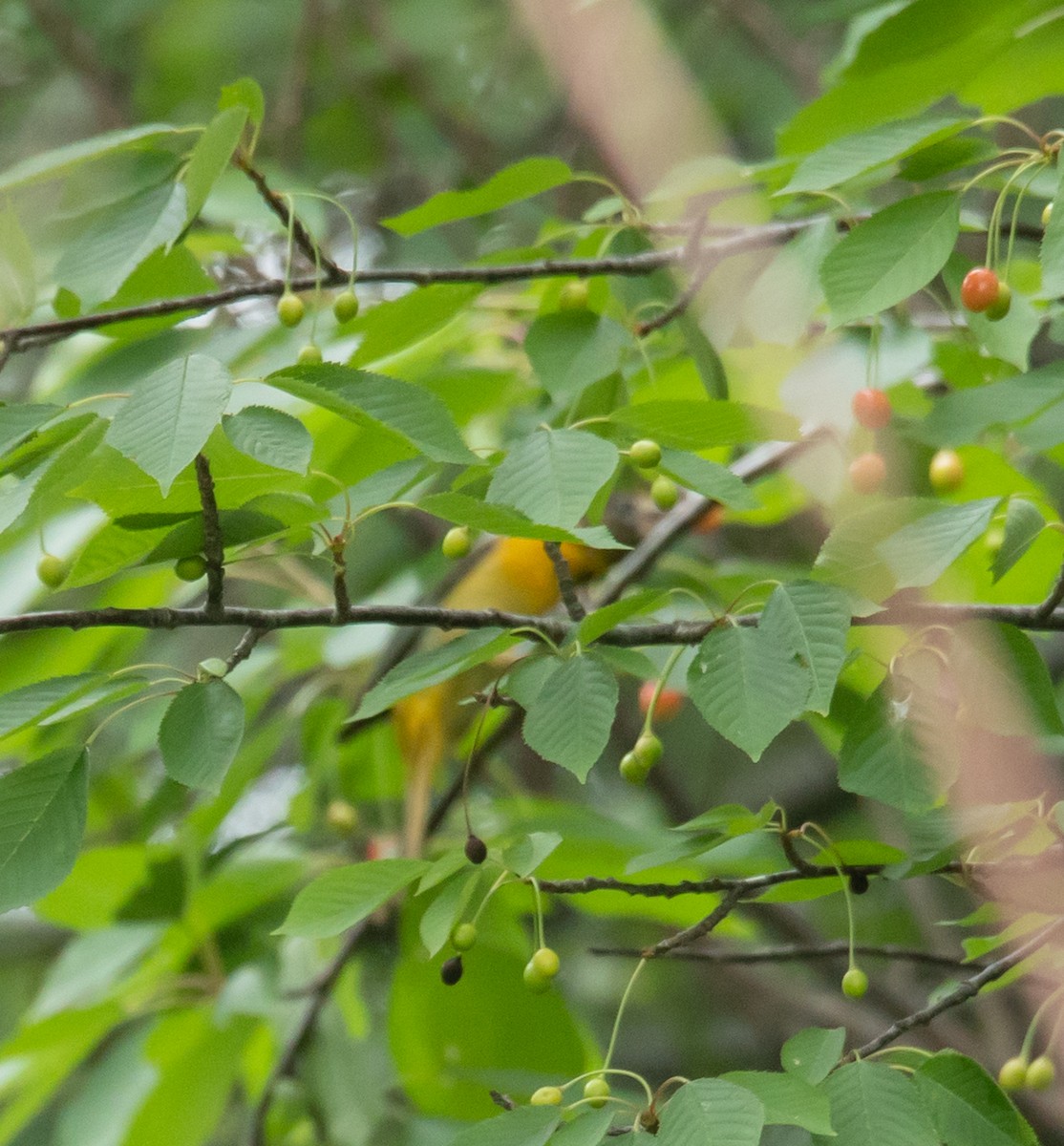 Baltimore Oriole - ML620683446