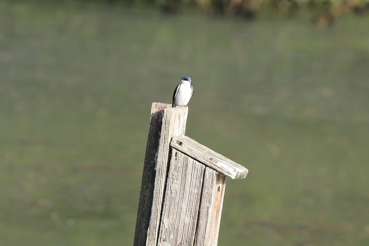 Tree Swallow - ML620683447