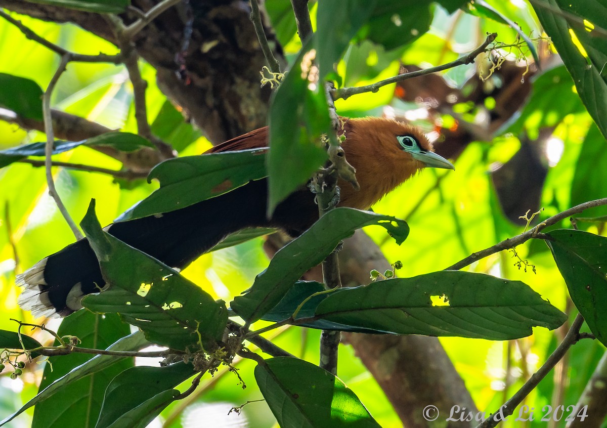 Raffles's Malkoha - ML620683450